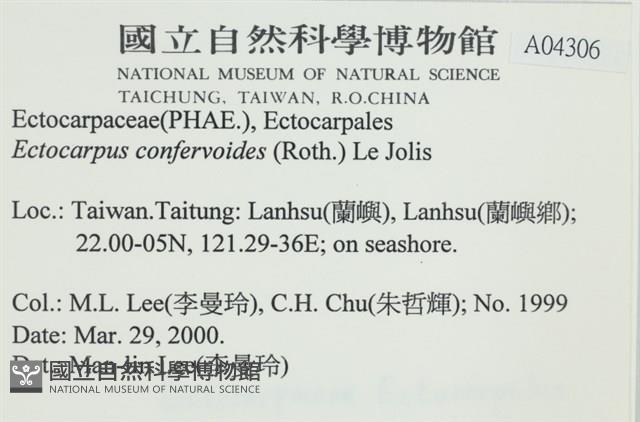 絲狀外子藻, 水雲藏品圖，第2張