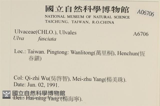 長片石蓴, 裂片石蓴藏品圖，第2張