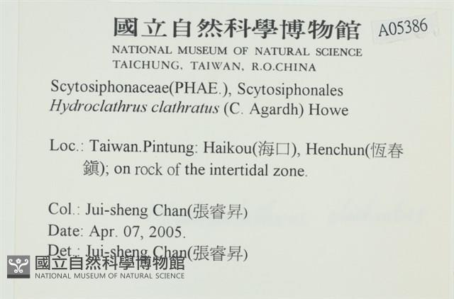 網胰藻藏品圖，第2張