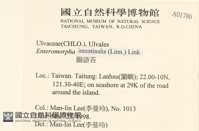 腸滸苔, 河石髮藏品圖，第2張