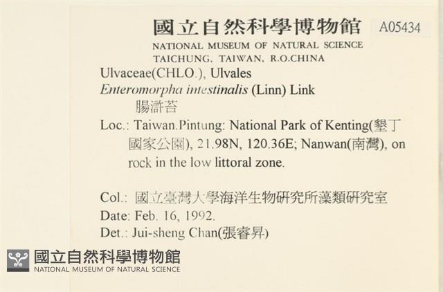 腸滸苔, 河石髮藏品圖，第2張