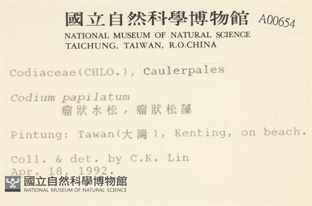瘤狀水松, 瘤狀松藻藏品圖，第2張
