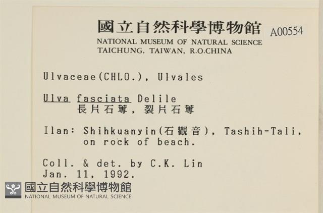 長片石蓴, 裂片石蓴藏品圖，第2張