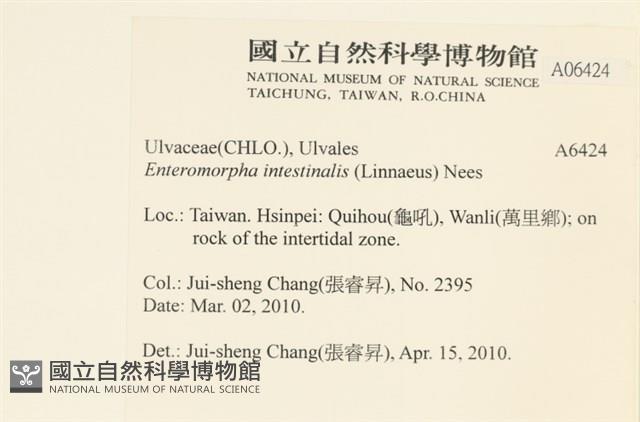 腸滸苔, 河石髮藏品圖，第2張