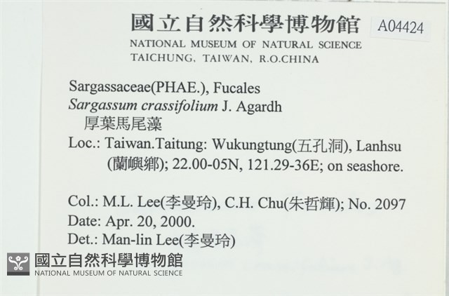 厚葉馬尾藻藏品圖，第2張