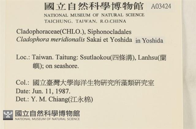 伸展剛毛藻藏品圖，第2張