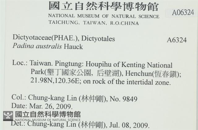 南方團扇藻藏品圖，第2張