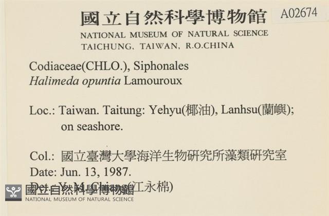 仙掌藻, 海仙人掌藏品圖，第2張