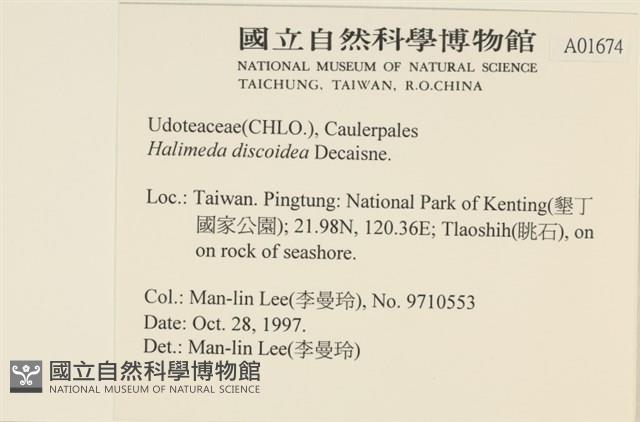 盤狀仙掌藻藏品圖，第2張