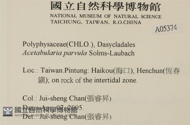 小笠藻, 小傘藻藏品圖，第2張