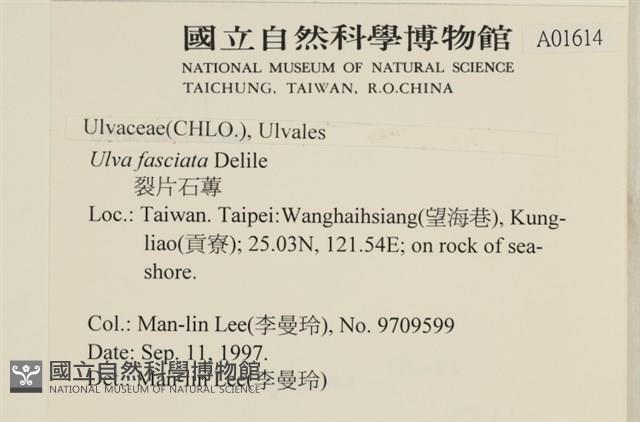 長片石蓴, 裂片石蓴藏品圖，第2張