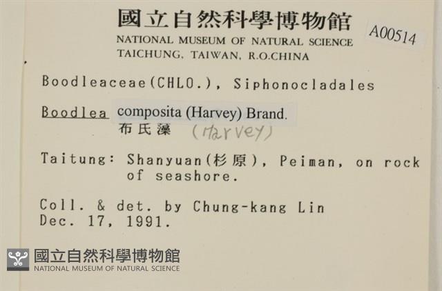 布氏藻藏品圖，第2張