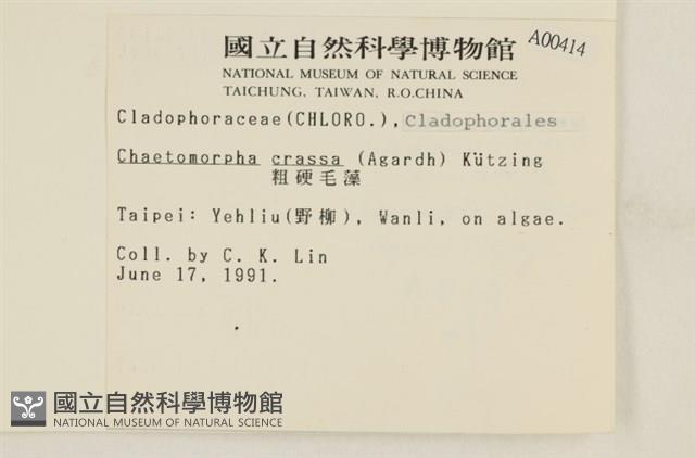 粗硬毛藻, 綠苔藏品圖，第2張
