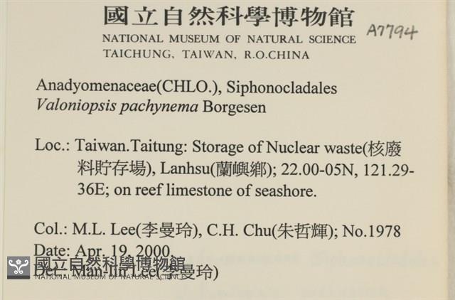 指枝藻藏品圖，第2張