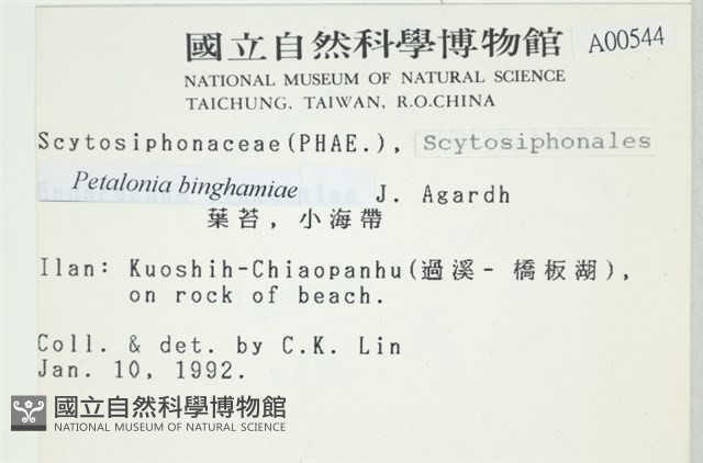 葉苔, 小海帶藏品圖，第2張