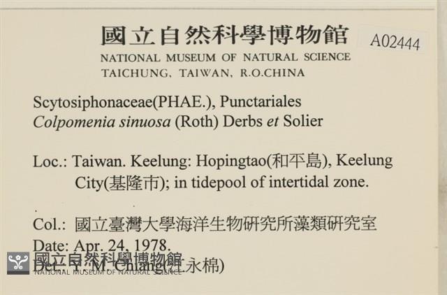 袋苔, 囊藻藏品圖，第2張