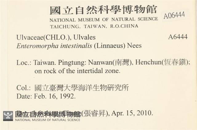 腸滸苔, 河石髮藏品圖，第2張