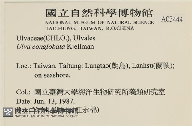 茶花石蓴, 牡丹菜藏品圖，第2張