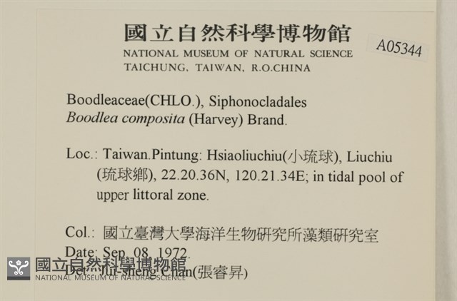 布氏藻藏品圖，第2張