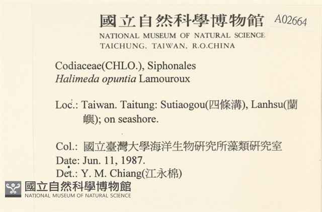 仙掌藻, 海仙人掌藏品圖，第2張