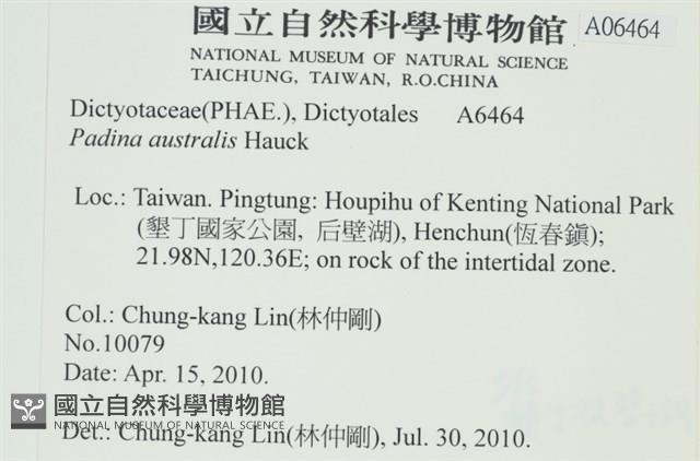 南方團扇藻藏品圖，第2張