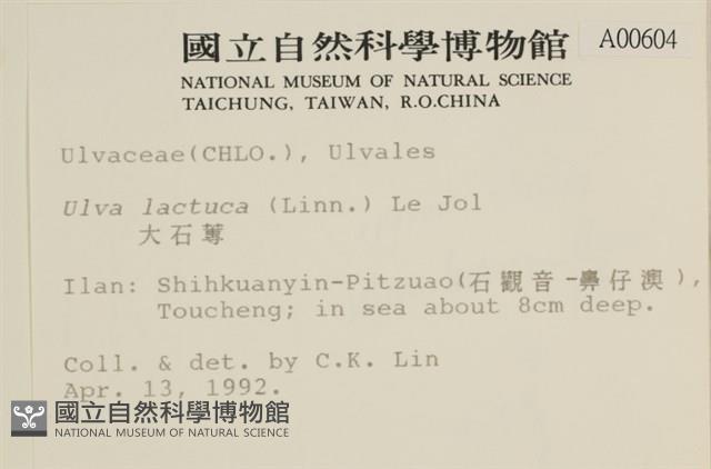 大石蓴, 石蓴藏品圖，第2張