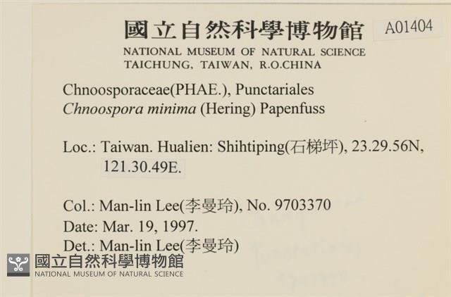 小毛孢藻, 小鹿角苔藏品圖，第2張