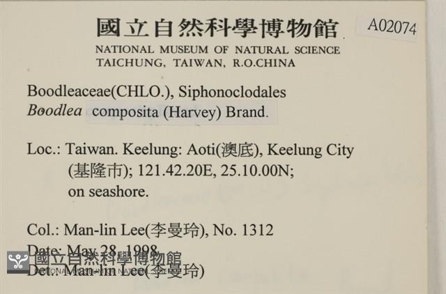 鹿角沙菜, 鹿角棘糊藻藏品圖，第2張