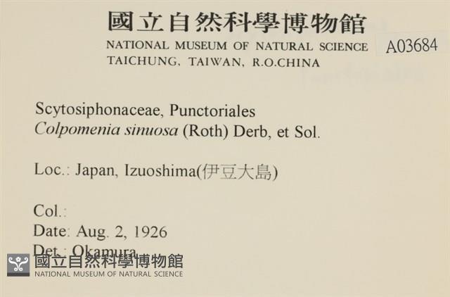 袋苔, 囊藻藏品圖，第2張