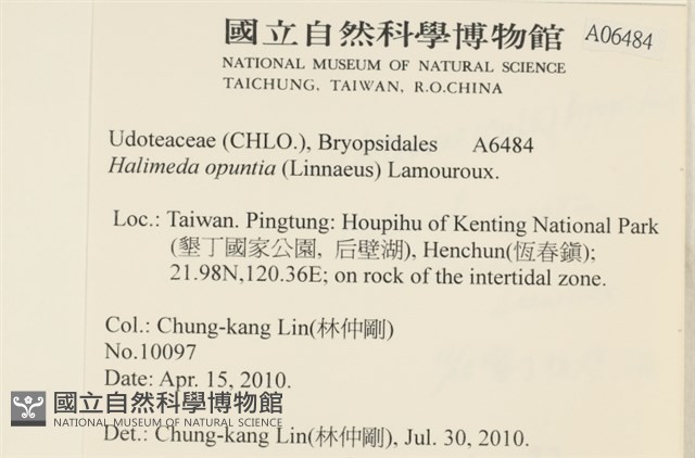仙掌藻, 海仙人掌藏品圖，第2張