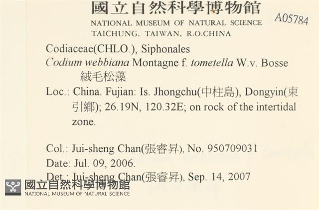 絨毛松藻藏品圖，第2張