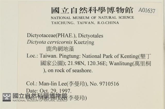 鹿角網地藻藏品圖，第2張