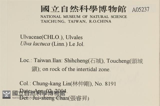 大石蓴, 石蓴藏品圖，第2張