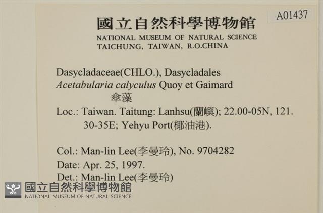 傘藻藏品圖，第2張