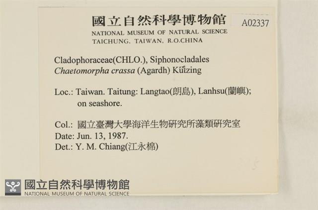 粗硬毛藻, 綠苔藏品圖，第2張