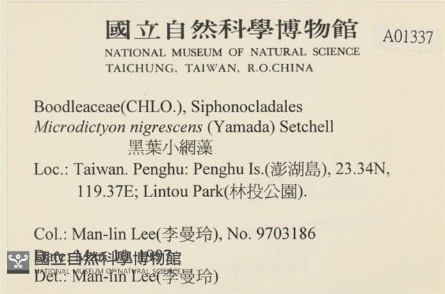 黑葉小網藻藏品圖，第2張