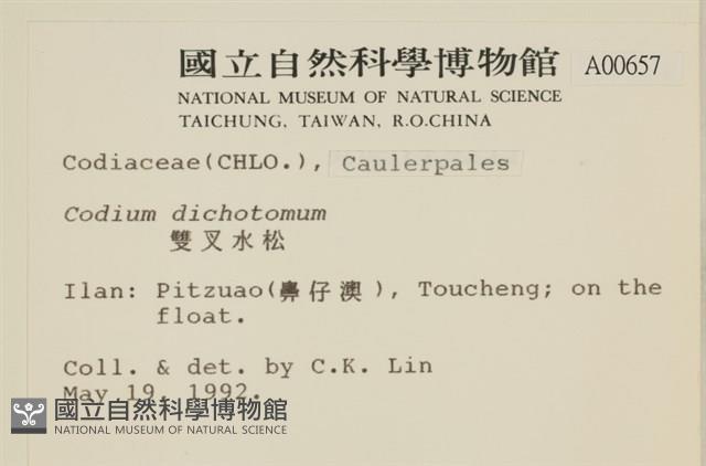 雙叉水松藏品圖，第2張