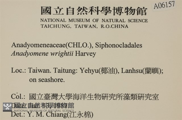 浮網藻, 肋葉藻藏品圖，第2張