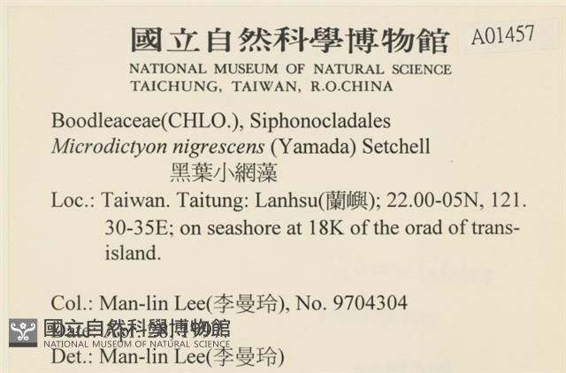 黑葉小網藻藏品圖，第2張