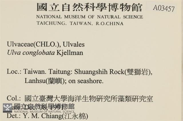 茶花石蓴, 牡丹菜藏品圖，第2張