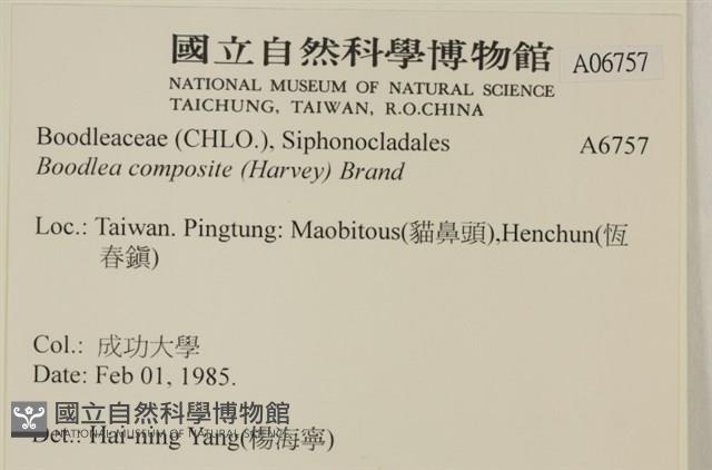 布氏藻藏品圖，第2張