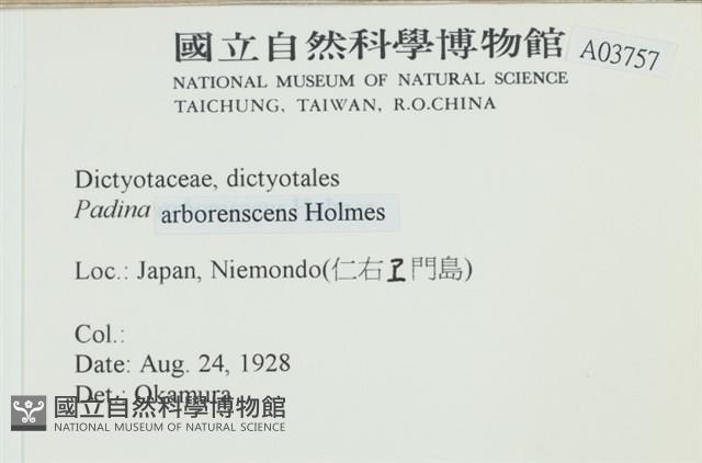 樹狀團扇藻藏品圖，第2張