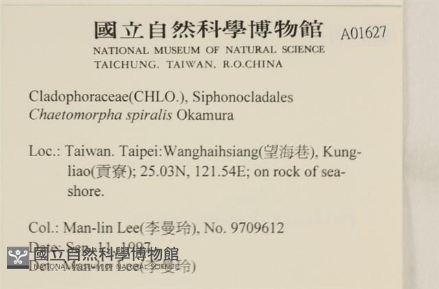 線形硬毛藻, 卷絲綠苔藏品圖，第2張