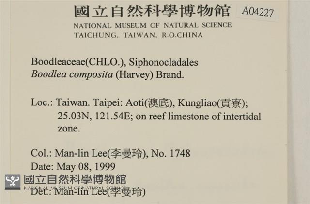 布氏藻藏品圖，第2張