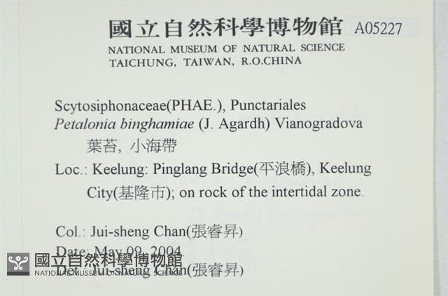 葉苔, 小海帶藏品圖，第2張
