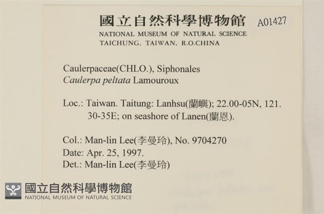 盾葉蕨藻藏品圖，第2張