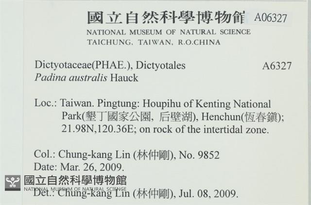 南方團扇藻藏品圖，第2張