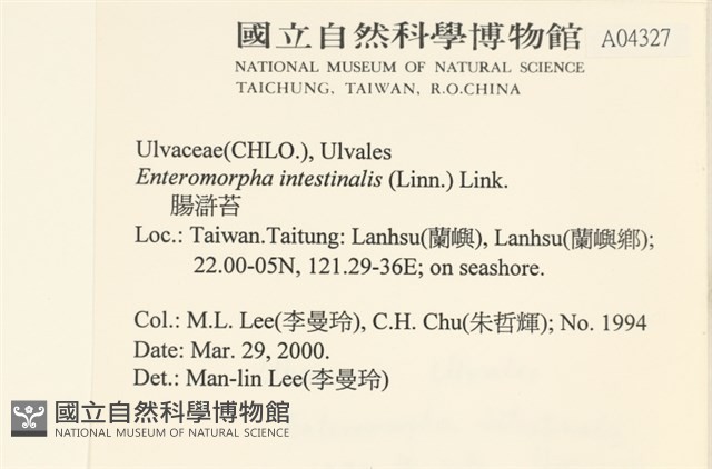 腸滸苔, 河石髮藏品圖，第2張