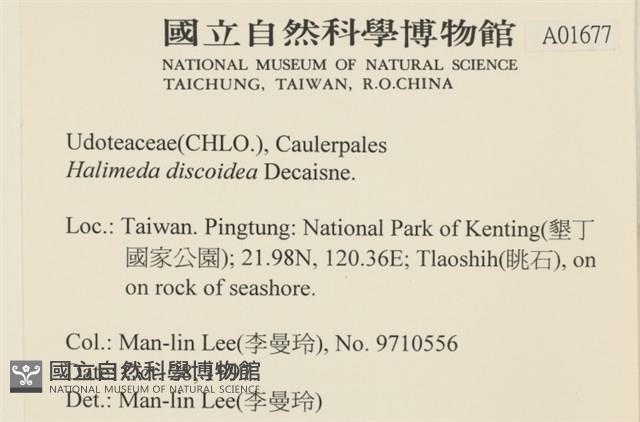 盤狀仙掌藻藏品圖，第2張