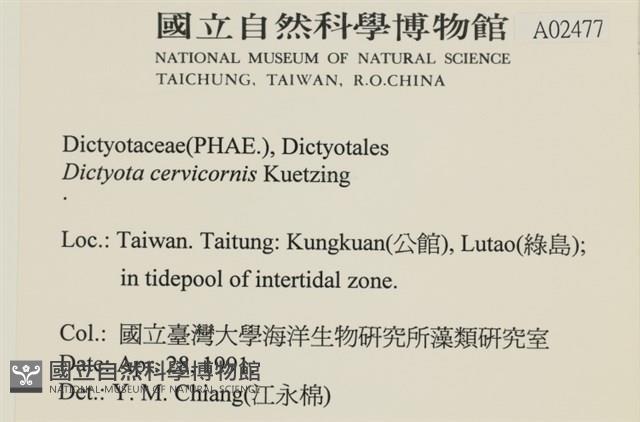 鹿角網地藻藏品圖，第2張